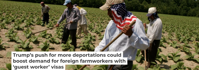 Mexican farmworkers with H-2A visas weed a North Carolina tobacco field in 2016. Andrew Lichtenstein/Corbis via Getty Images